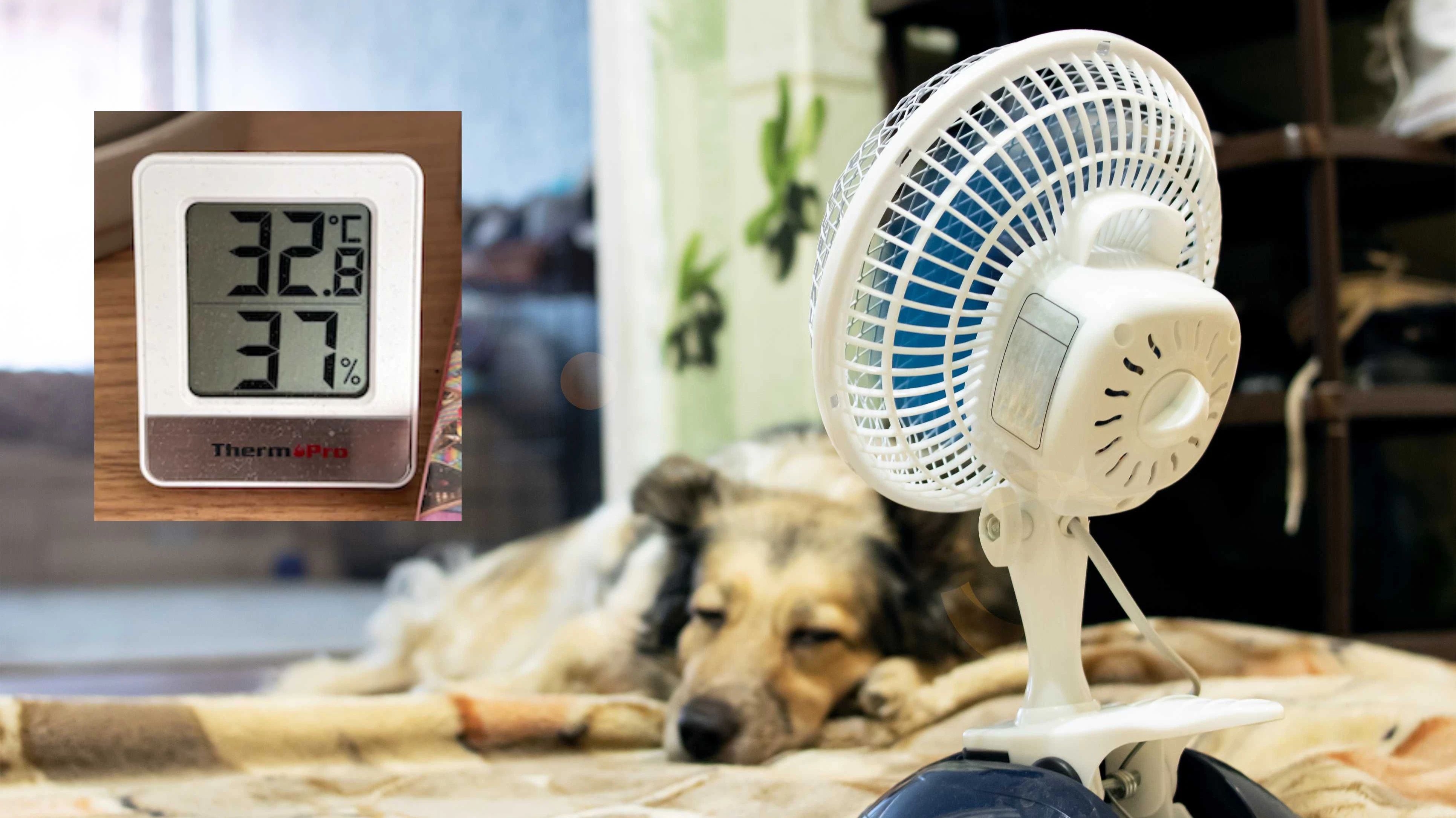 Heute.at - Bis zu 37 Grad! Flucht in Hotel schwierig wegen Hund