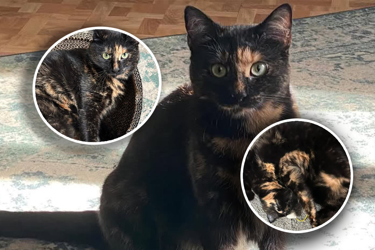 Seit mehreren Tagen sucht die Wienerin nach Katze 