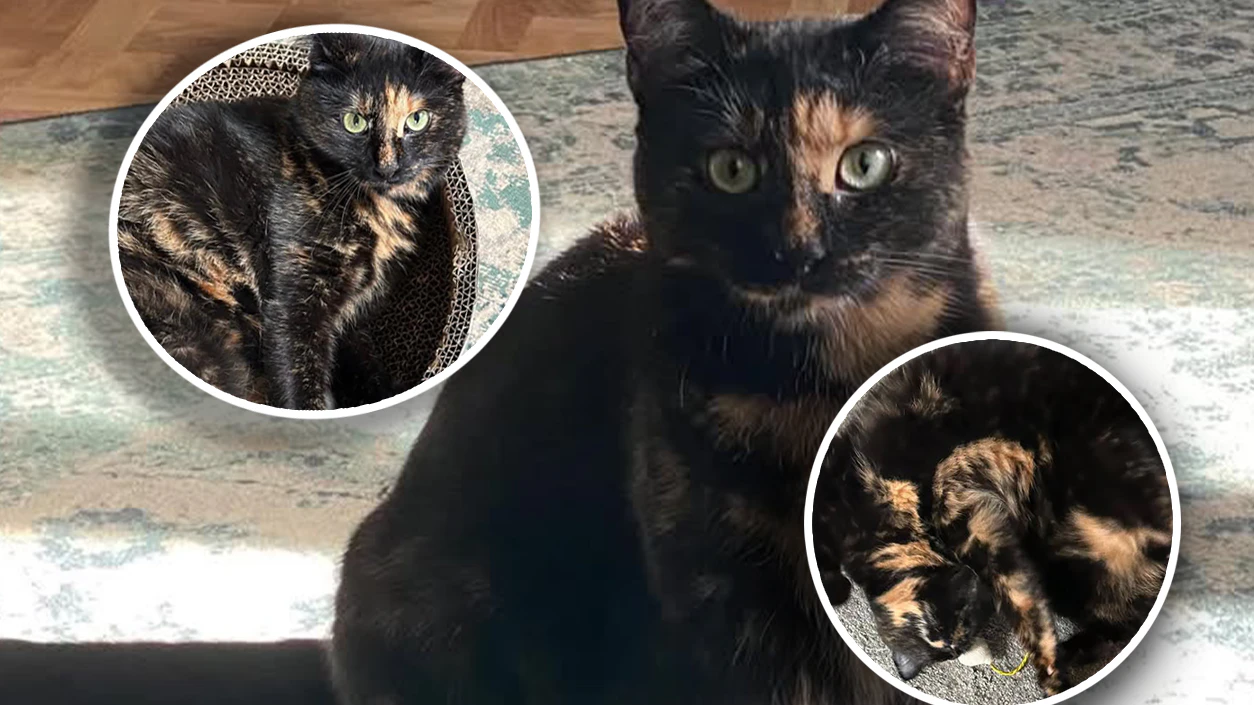 Seit mehreren Tagen sucht die Wienerin nach Katze "Nala".