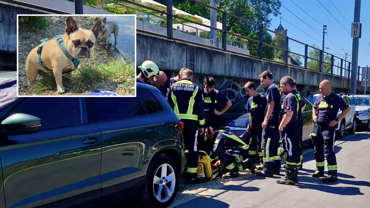 Heute.at - Lebensgefahr! Zwei Hunde aus versperrtem Auto gerettet