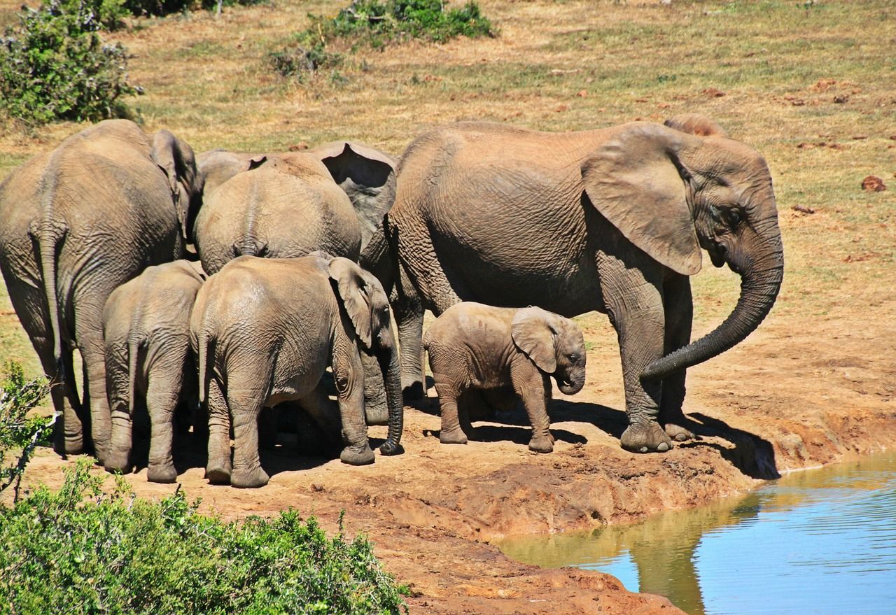 Elefantenfamilie in Afrika