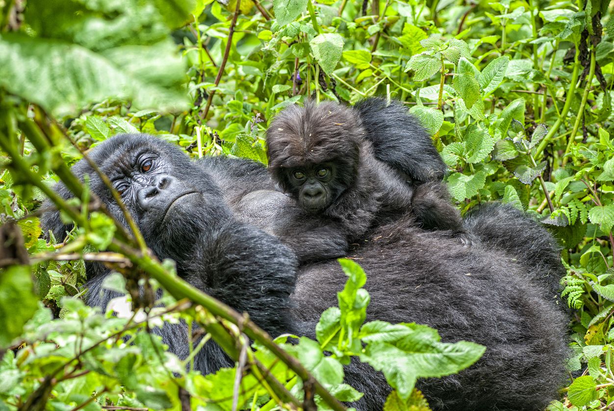 Seit den 2000er Jahren geht es bei den Berggorillas langsam aber stetig aufwärts.