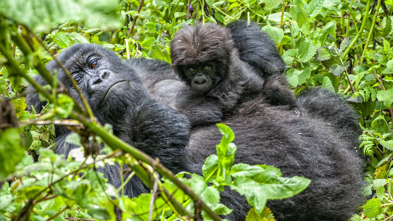 Heute.at - Artenschutz wirkt! Diese Tiere sind noch da
