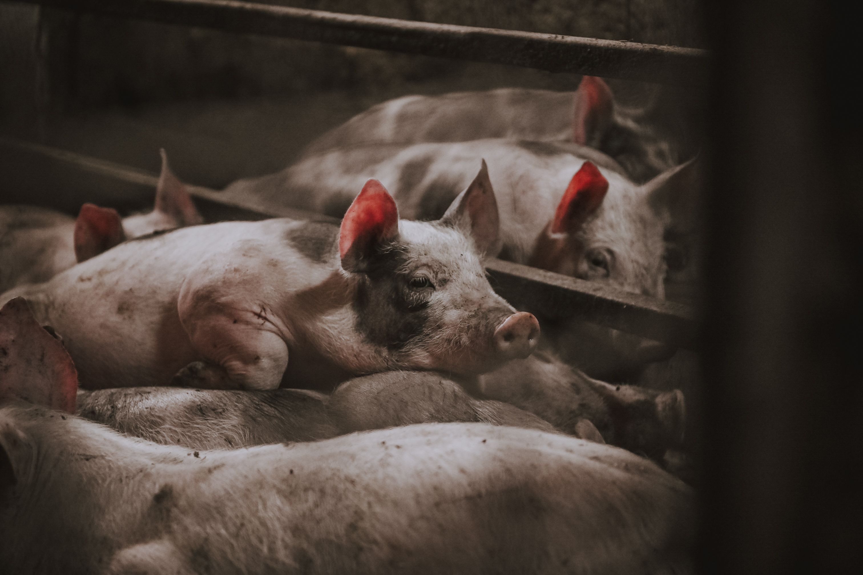 Unfassbares Tierleid um Hunderte Schweine in NÖ
