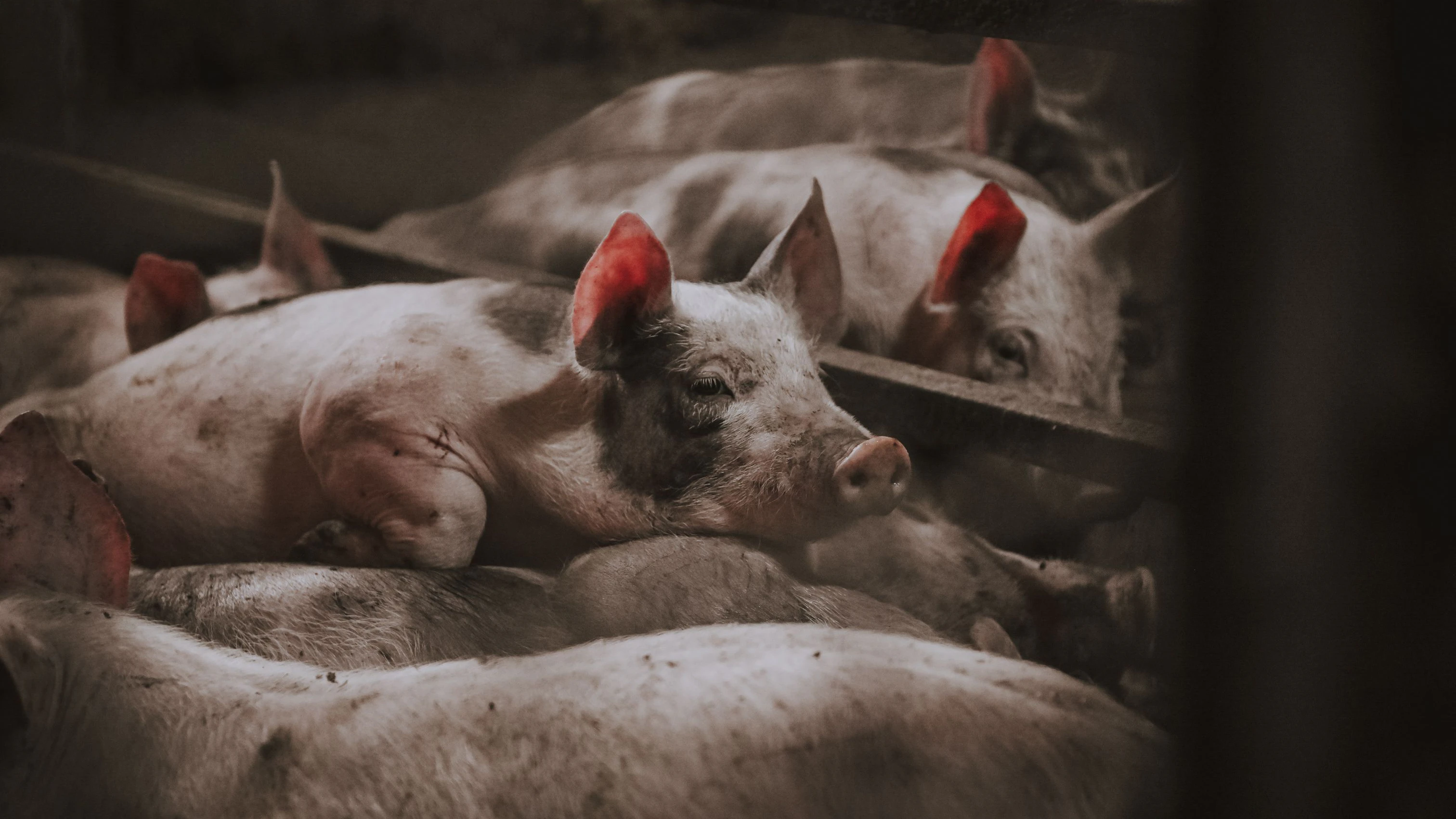 Unfassbares Tierleid um Hunderte Schweine in NÖ