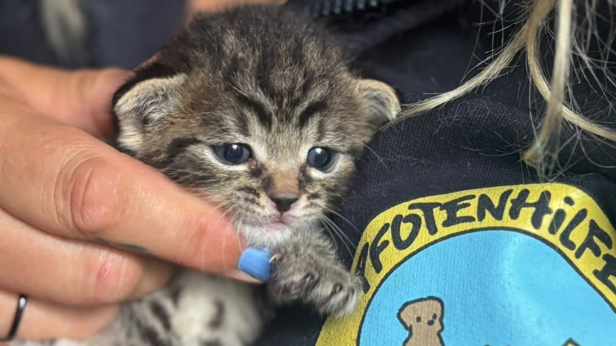 Auch dieser kleine Katzenbub braucht noch das Fläschchen. 