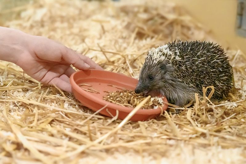 Heute.at - Bei Tierschutz Austria pflegt man zurzeit 80 Igelbabys