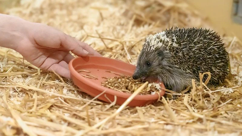 Heute.at - Bei Tierschutz Austria pflegt man zurzeit 80 Igelbabys