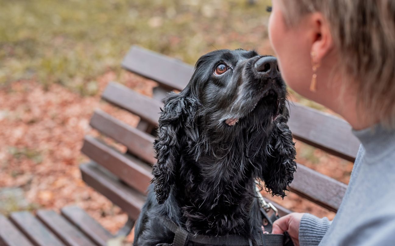 Heute.at - Hunde erkennen menschliche Emotionen mit einem Blick