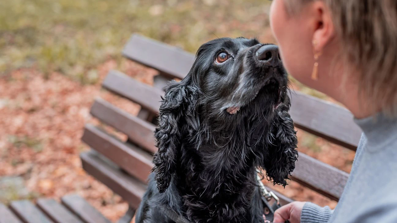Heute.at - Hunde erkennen menschliche Emotionen mit einem Blick