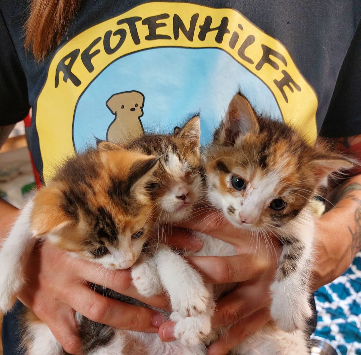 Heute.at - Glücklose Glückskatzerl! Schon wieder Babys entdeckt
