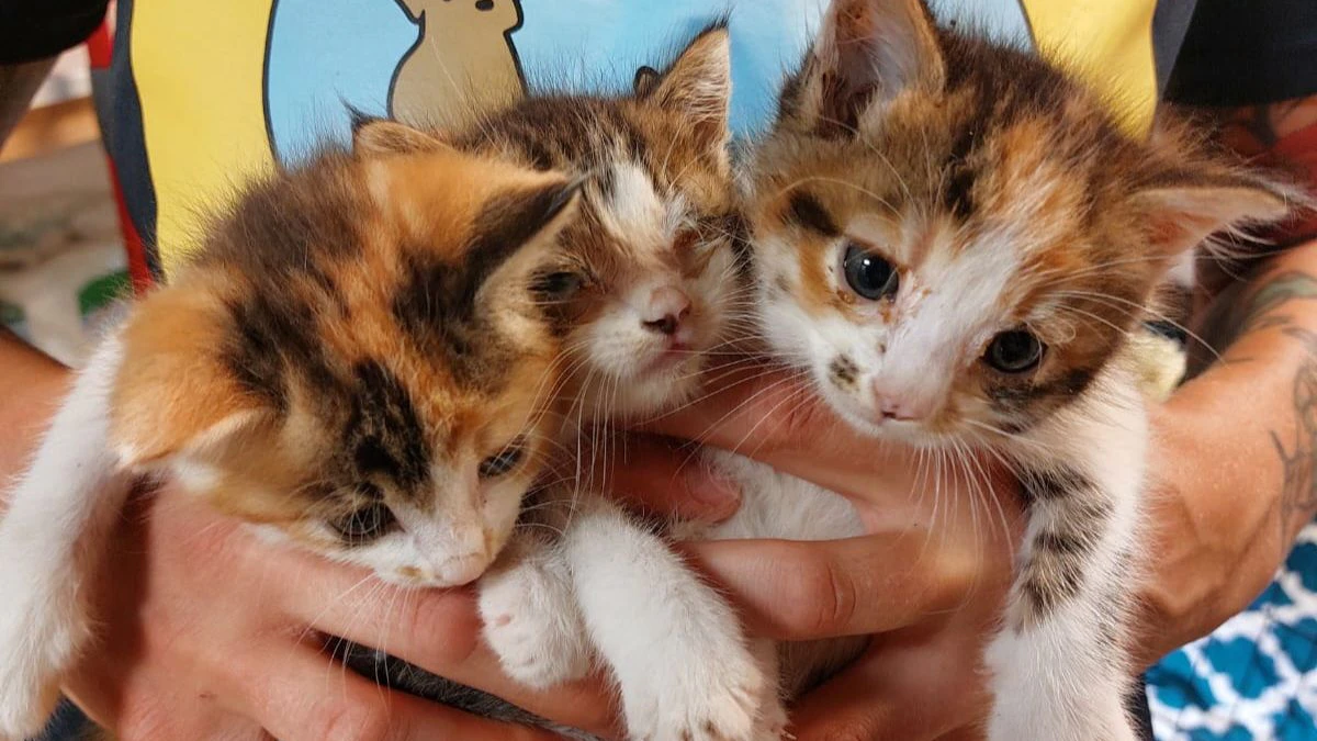 Weitere Katzenbabys wurden auf einer Baustelle entdeckt. 