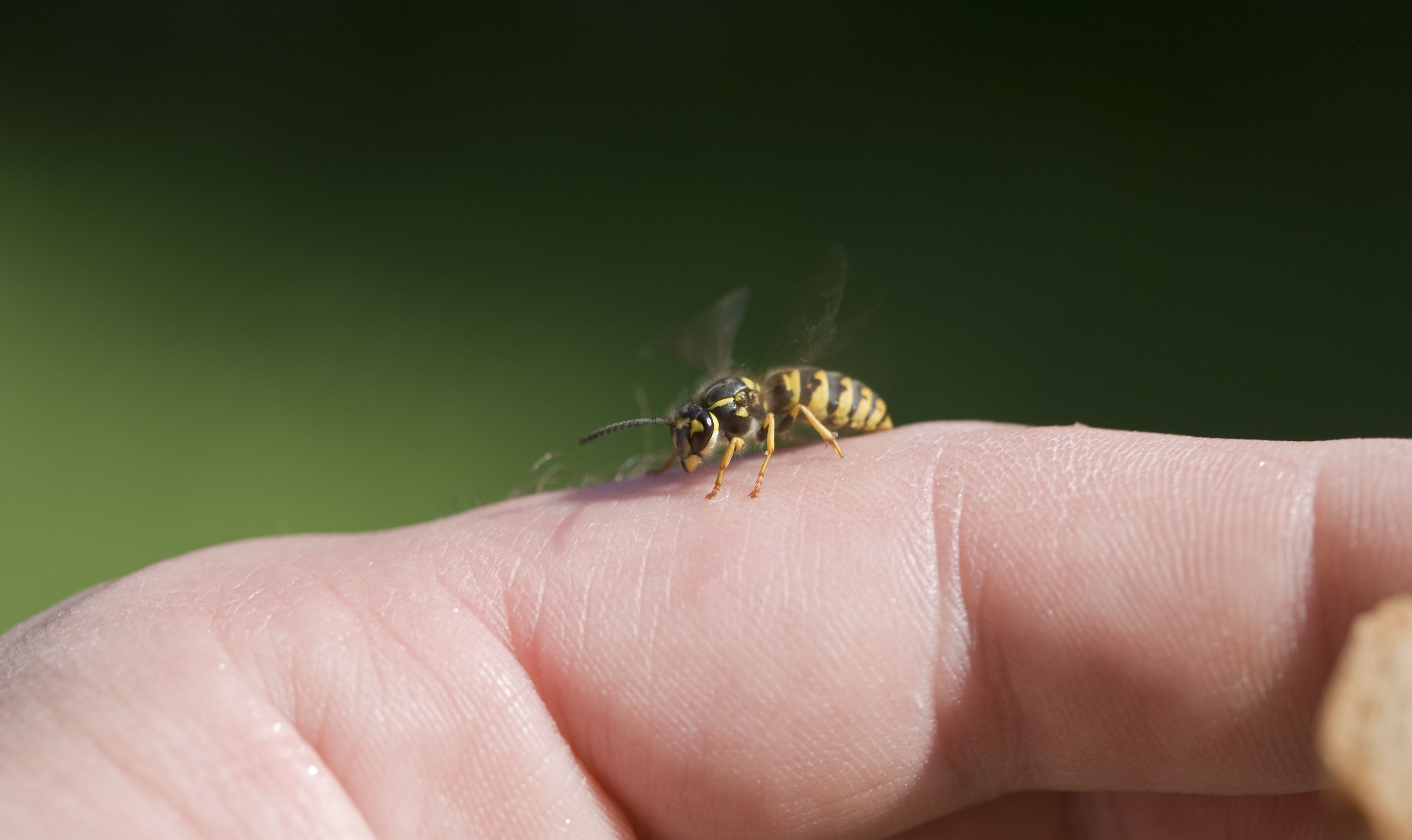 Heute.at - Wespen-Alarm – Notfallpens für Allergiker knapp