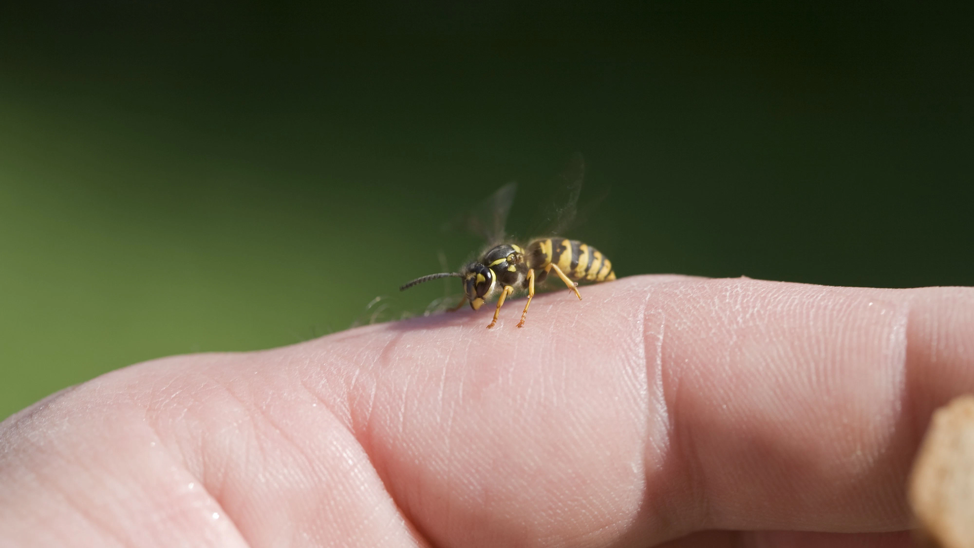 Heute.at - Wespen-Alarm – Notfallpens für Allergiker knapp