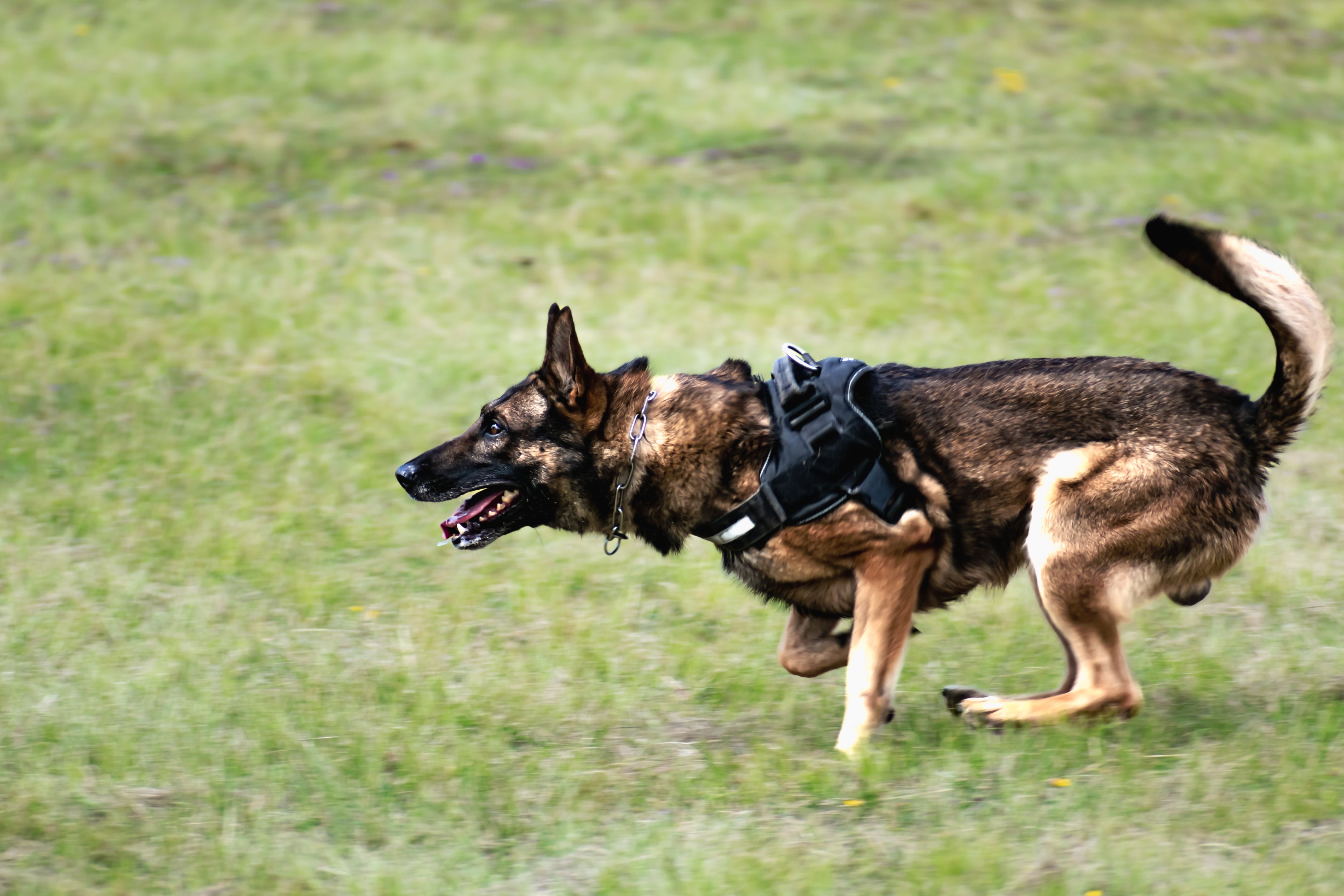 Die Frau wurde von einem belgischen Schäferhund gebissen (Symbolbild).