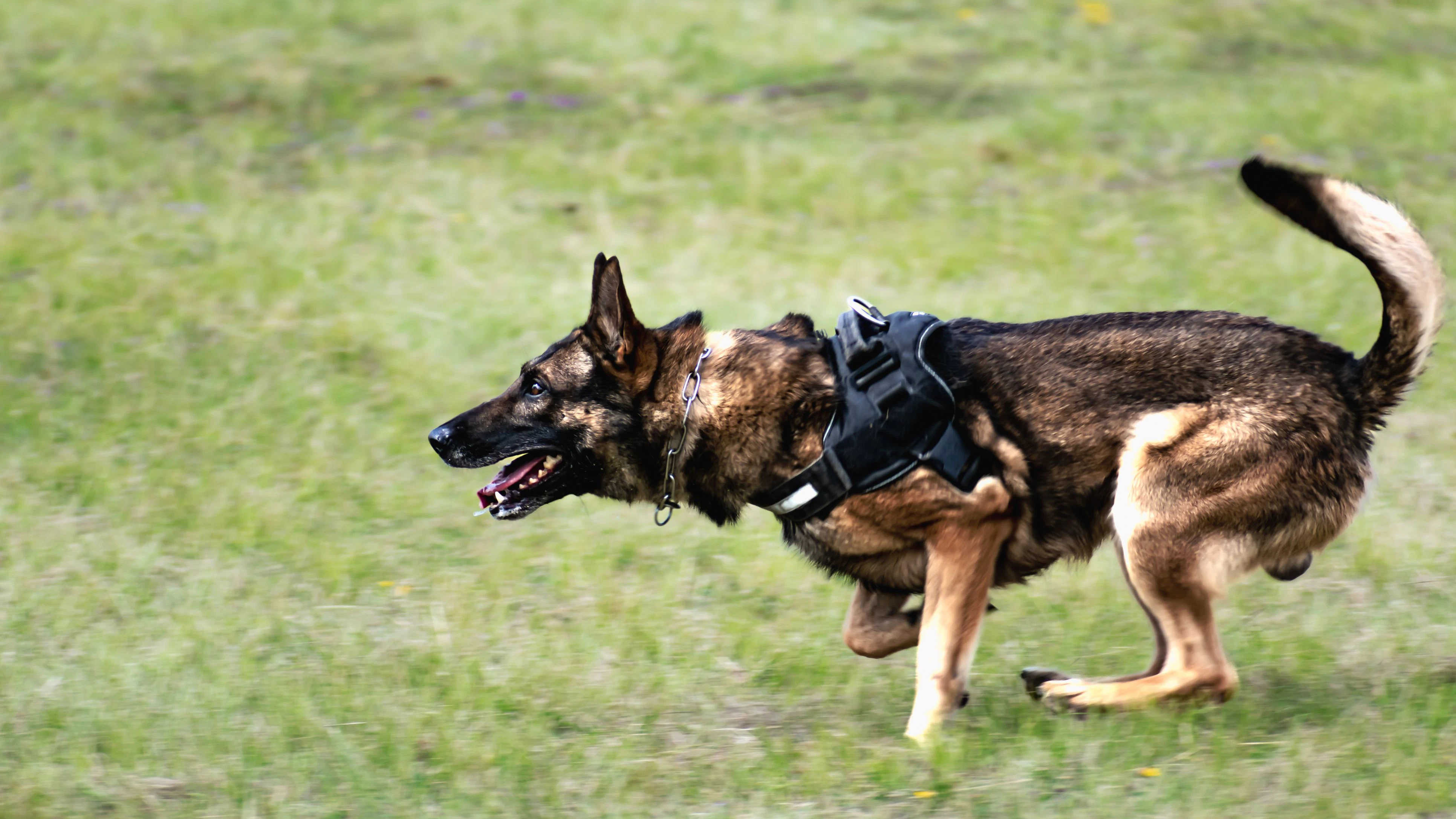 Military dog and military dog trainer, dog team