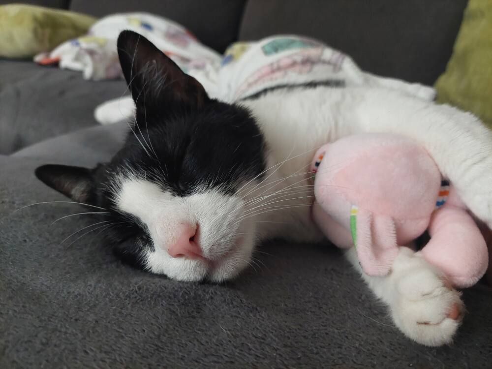 Heute.at - Kater Lemmy seit einem Monat spurlos verschwunden