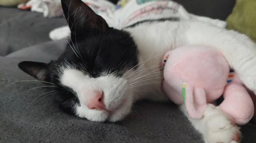 Heute.at - Kater Lemmy seit einem Monat spurlos verschwunden