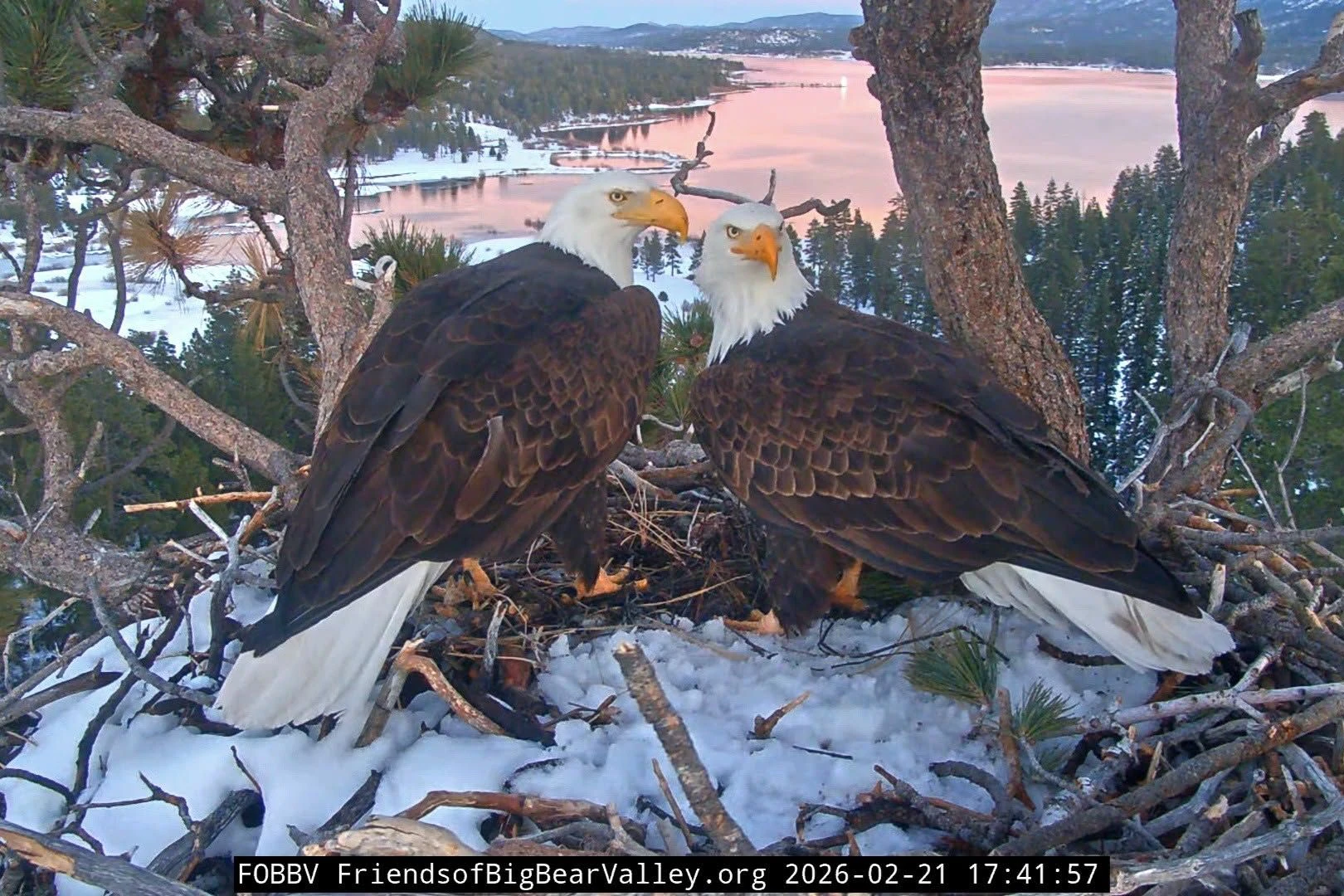 Jackie und Shadow vergangenen Februar in ihrem Nest über dem Big Bear Lake