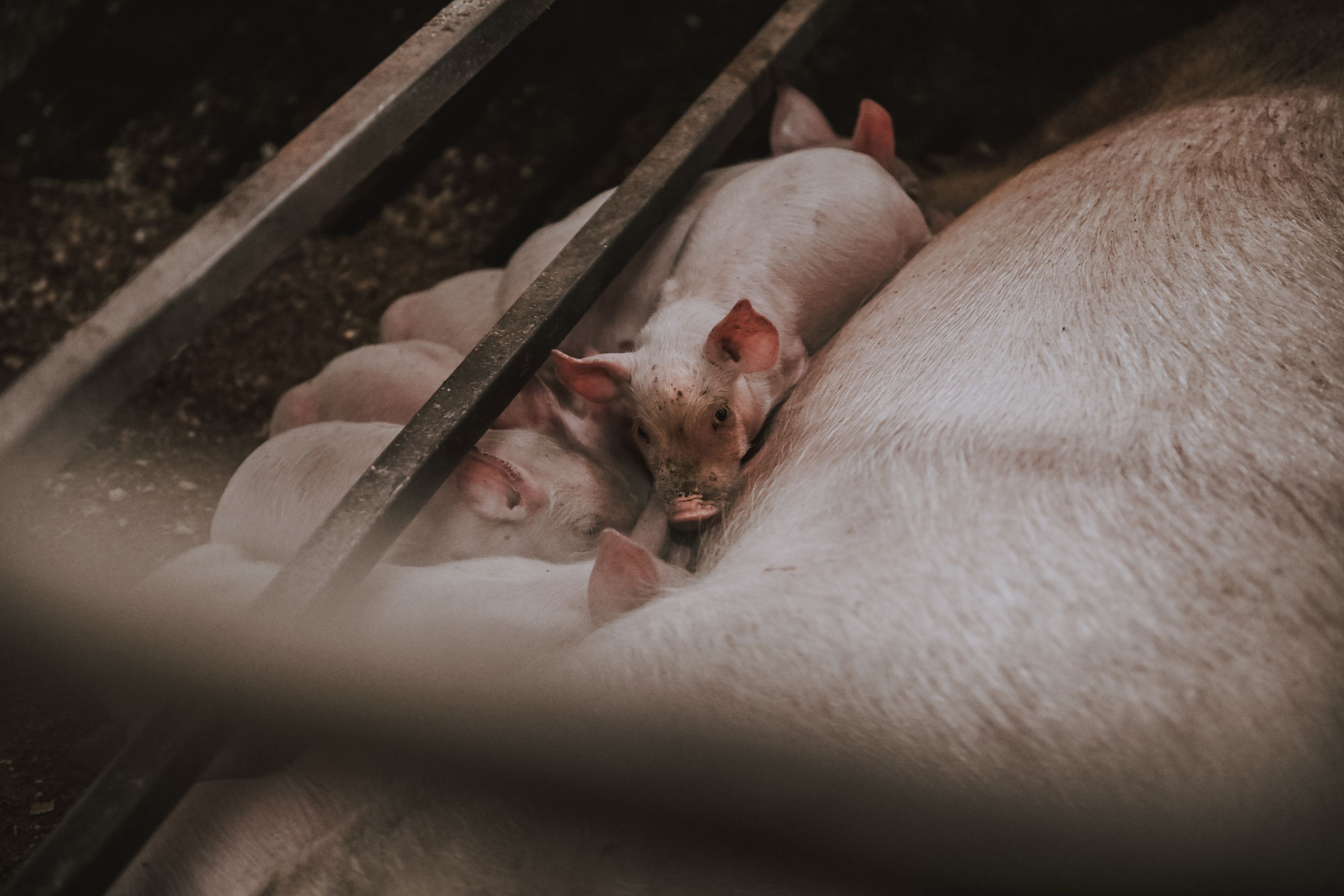 Heute.at - 1.000 Schweine fehlen – Verdacht auf Kannibalismus