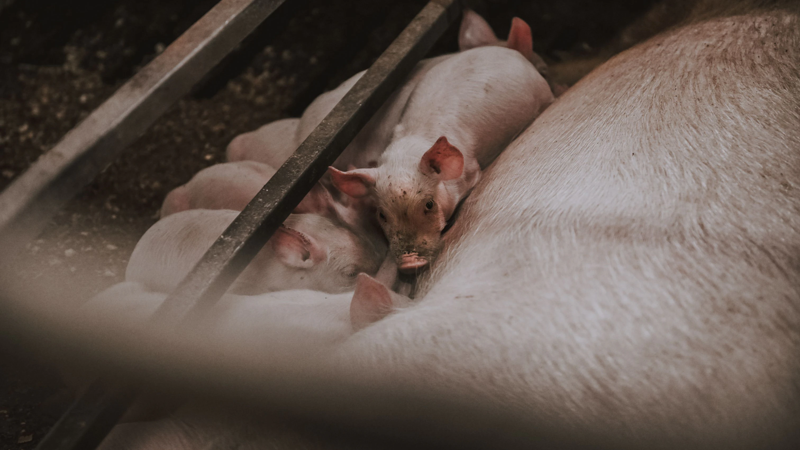 Tierdrama um Schweine in Niederösterreich