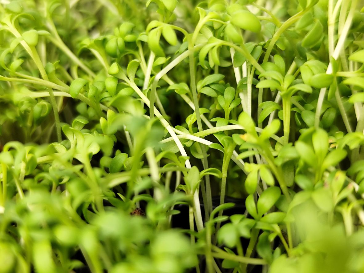 Kresse gehört zu den Kreuzblütlern und ist damit mit Kohl, Rettich und Rucola verwandt