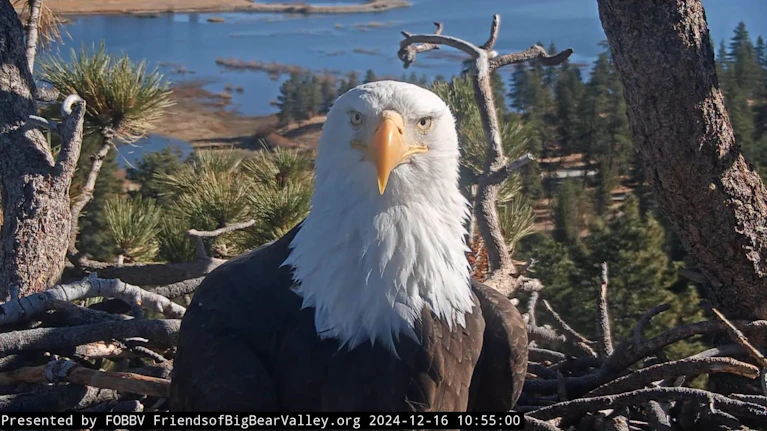 Millionen Menschen sahen Jackie im Livestream beim Brüten und Füttern ihrer Babys zu. Vor kurzem wurde der Weißkopfseeadler geschwächt und verwahrlost am Ufer des Big Bear Lake in Kalifornien gefunden. Trotz intensiver Pflege starb das Tier am Montag.