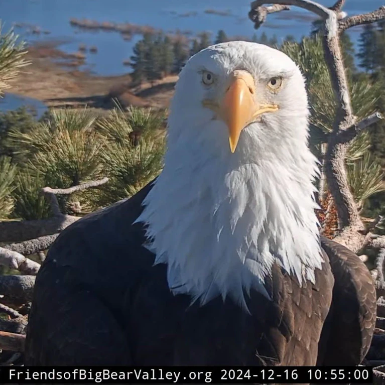 Millionen Menschen sahen Jackie im Livestream beim Brüten und Füttern ihrer Babys zu. Vor kurzem wurde der Weißkopfseeadler geschwächt und verwahrlost am Ufer des Big Bear Lake in Kalifornien gefunden. Trotz intensiver Pflege starb das Tier am Montag.