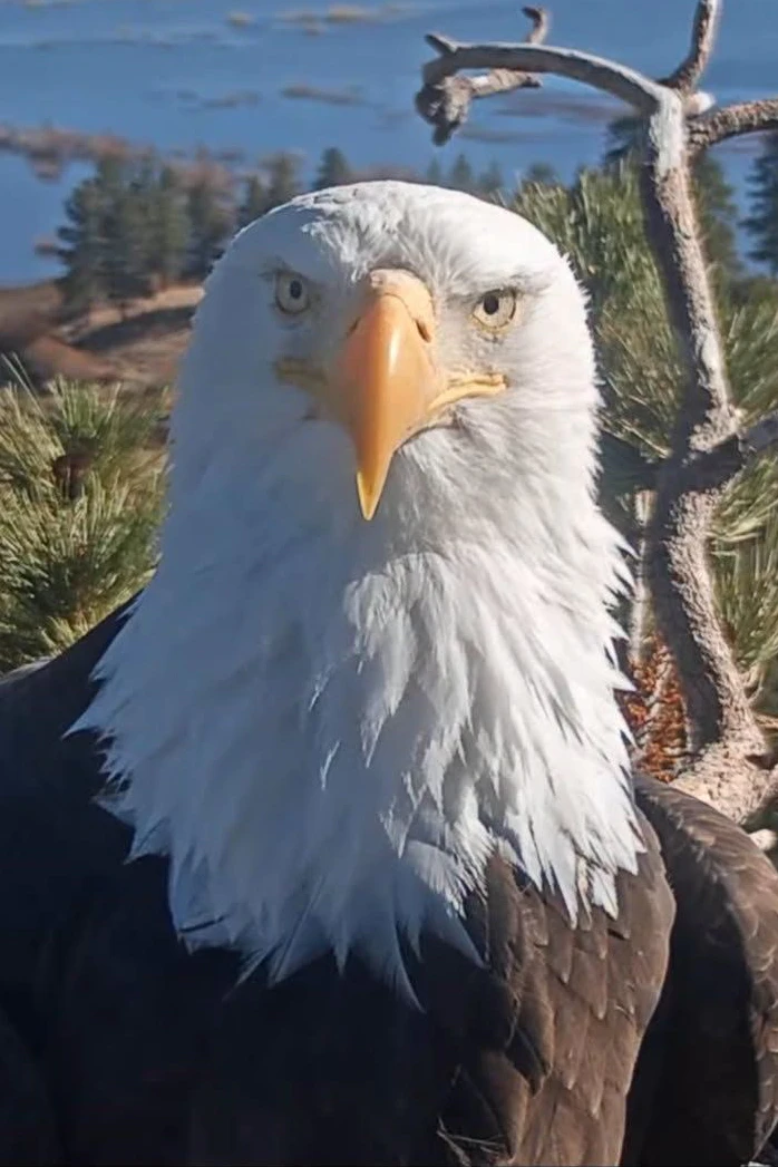 Amerika trauert um seinen berühmtesten Weißkopfseeadler: Jackie wurde etwa 14 Jahre alt und starb am Montag an einer mysteriösen Krankheit