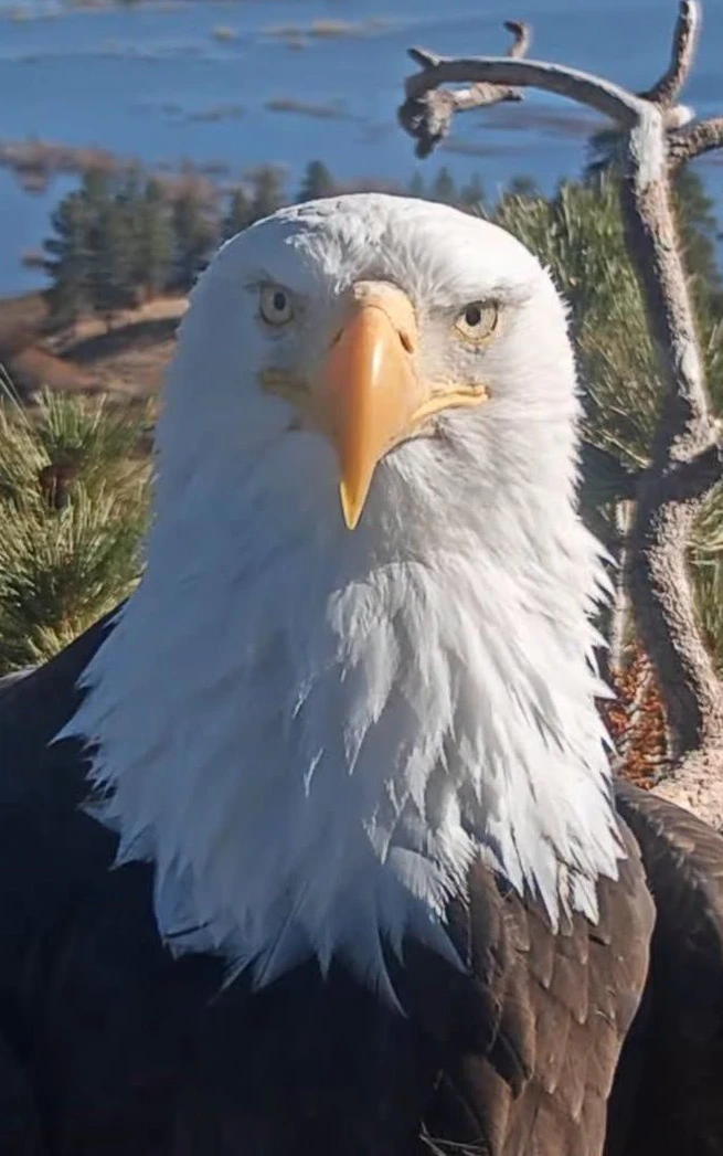 Weißkopfseeadler Jackie: Amerika weint um seinen berühmtesten Vogel
