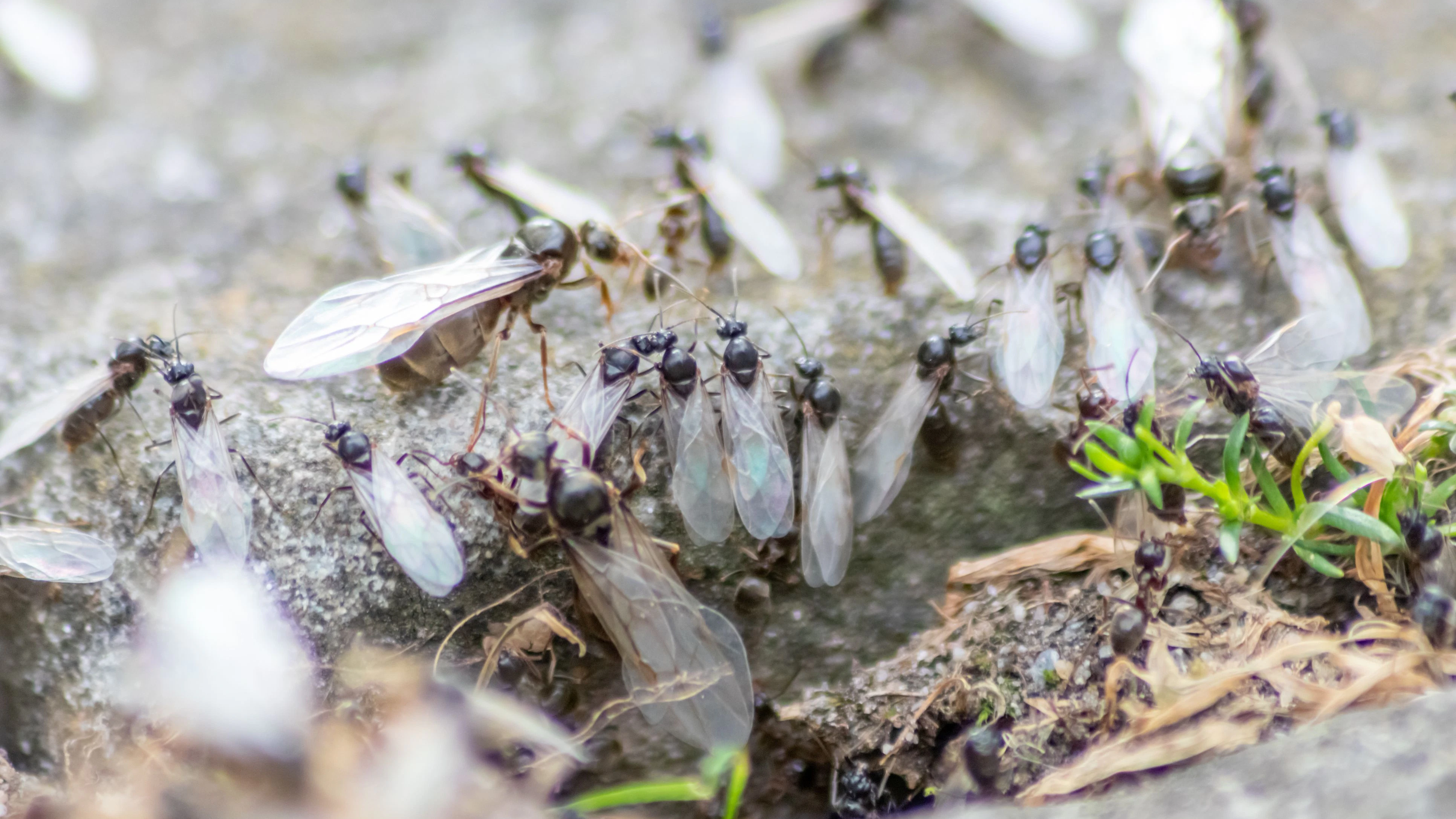 Heute.at - Fliegende Ameisen im Garten: So wirst du sie los