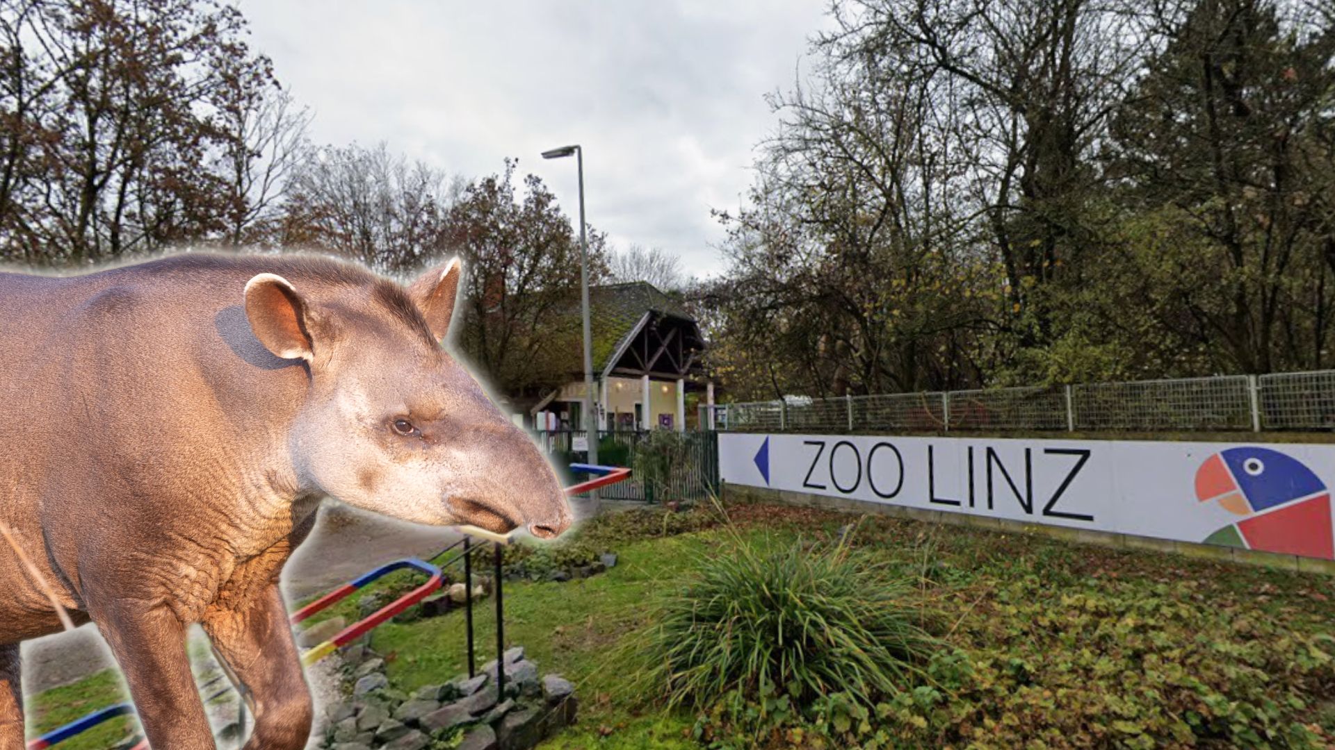 Die Einfuhr der Tapire gestaltet sich schwierig, erklärt der Linzer Zoo. (Symbolbild)