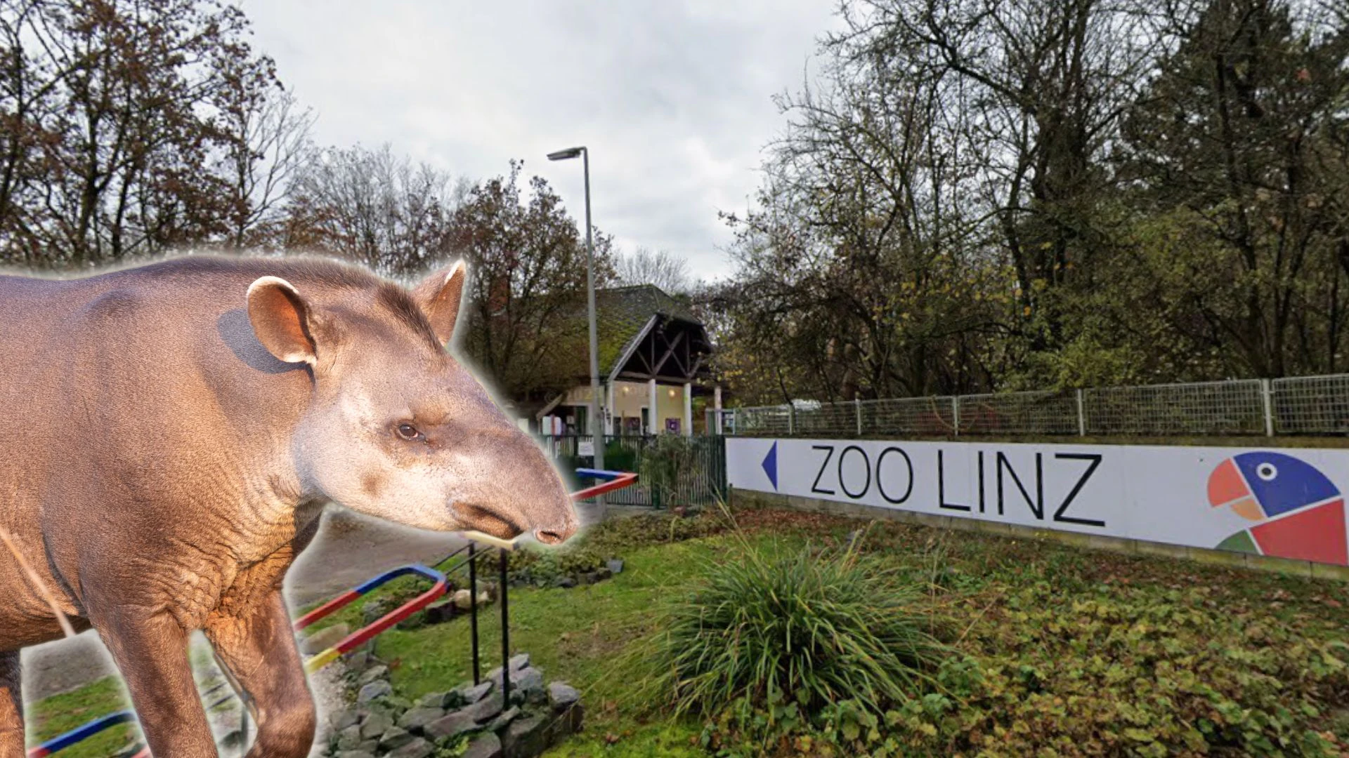 Die Einfuhr der Tapire gestaltet sich schwierig, erklärt der Linzer Zoo. (Symbolbild)