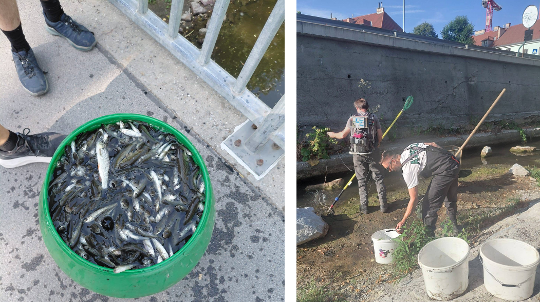 3.000 Fische wurden aus dem seichten Weidlingbach in Klosterneuburg gerettet.