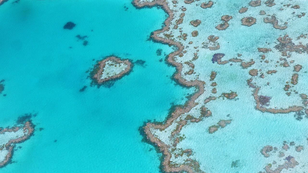 Heute.at - Great Barrier Reef erholt sich überraschend