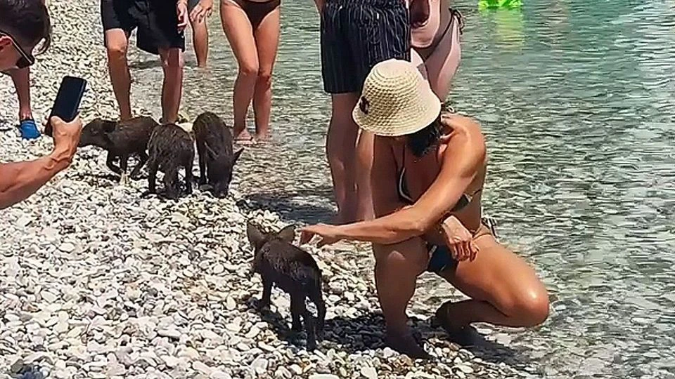 Heute.at - Deshalb möchte jeder Tierfreund an diesen Strand