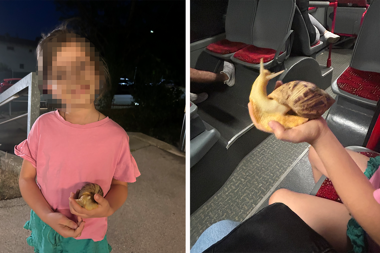 Heute.at - Gary auf Wien-Tour: Schnecke fährt mit Bus zum Tichy