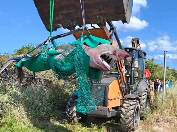 Der Hai wurde an einem dänischen Strand aus dem Wasser gezogen.
