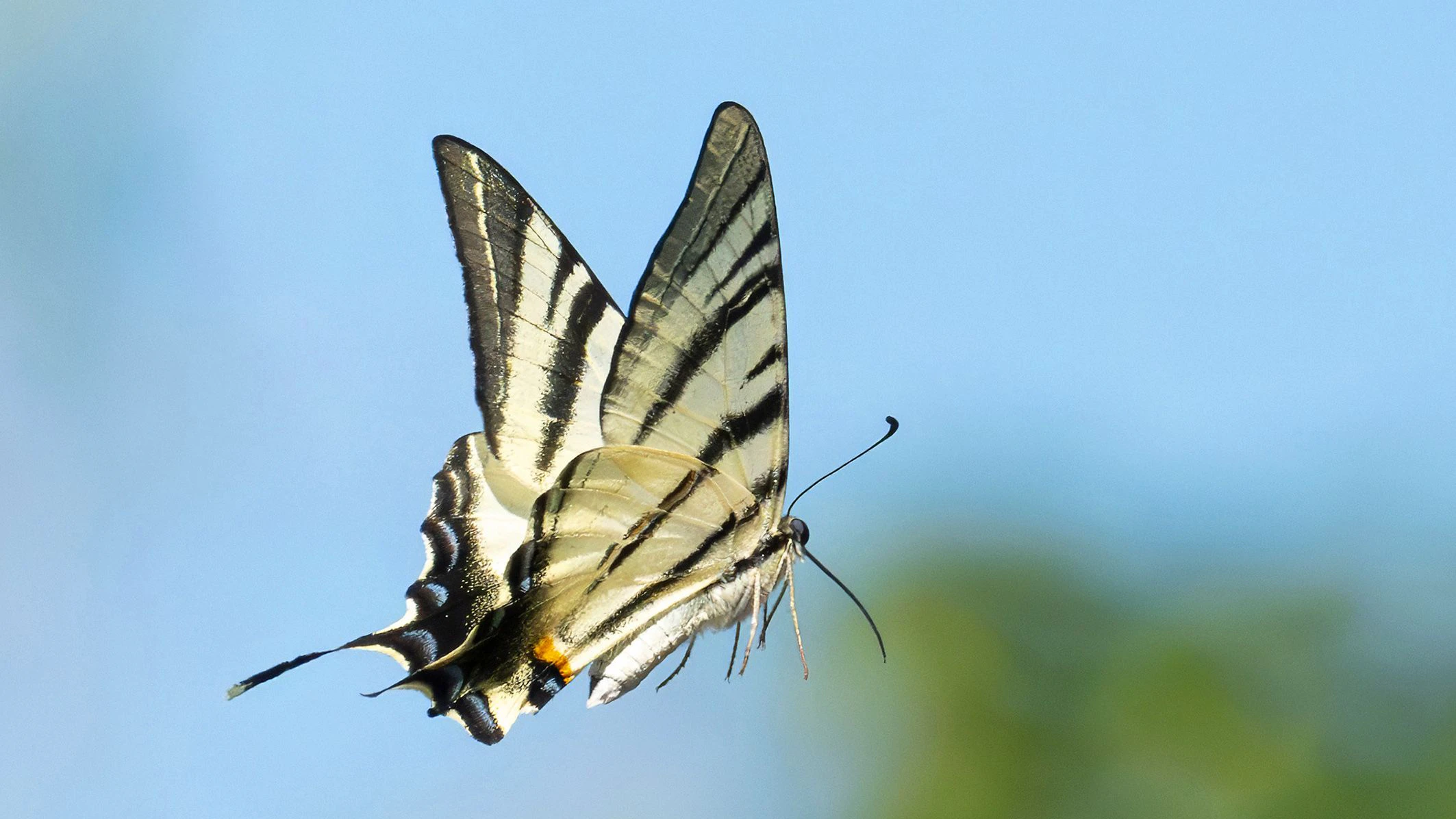 Haus- und Hoffotograf Daniel Zupanc musste sich ganz schön auf die Lauer legen, um die kleinen Luftikusse sogar im Flug festzuhalten.