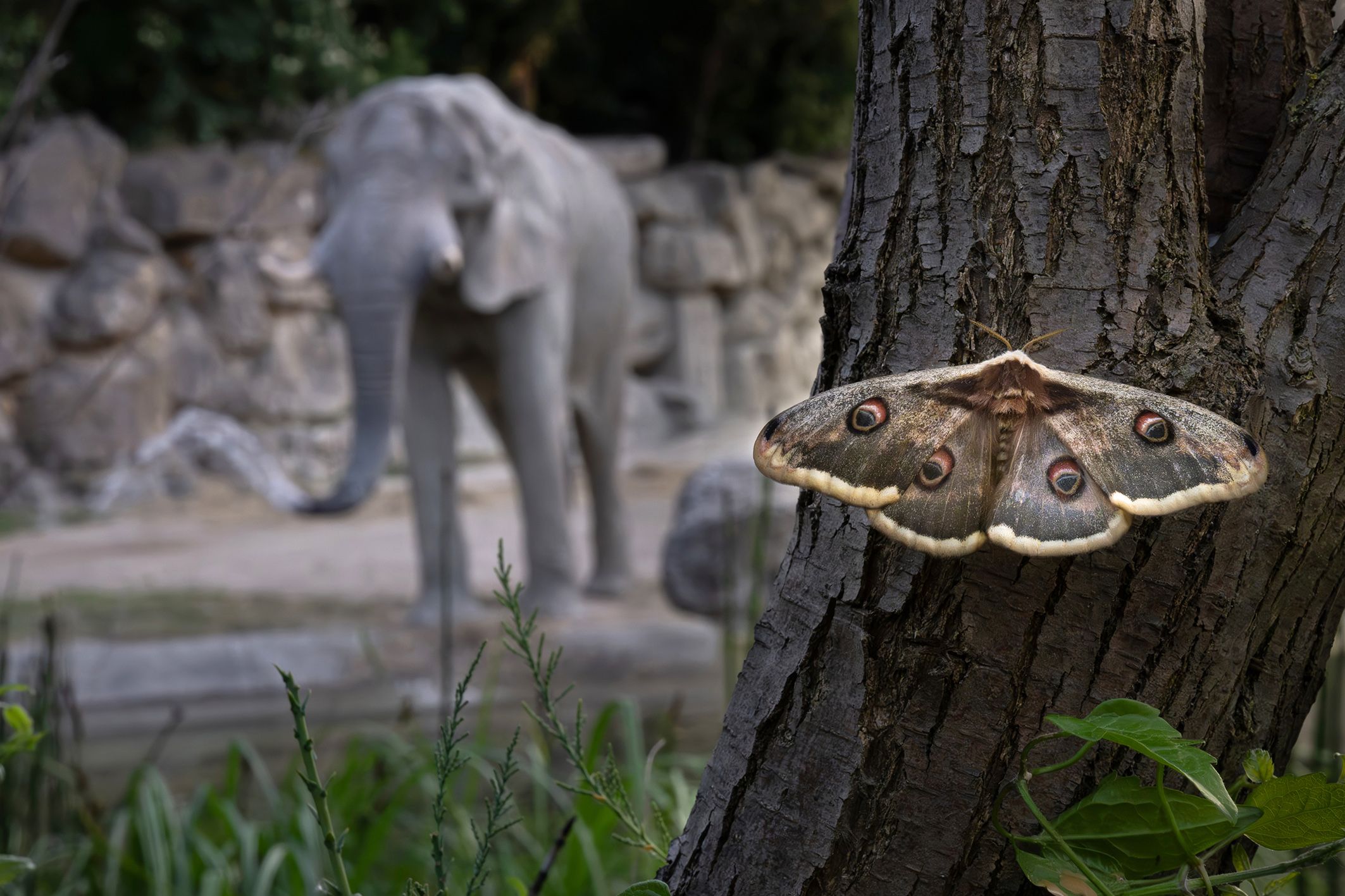 Heute.at - In Schönbrunn ist auch außerhalb der Gehege viel los