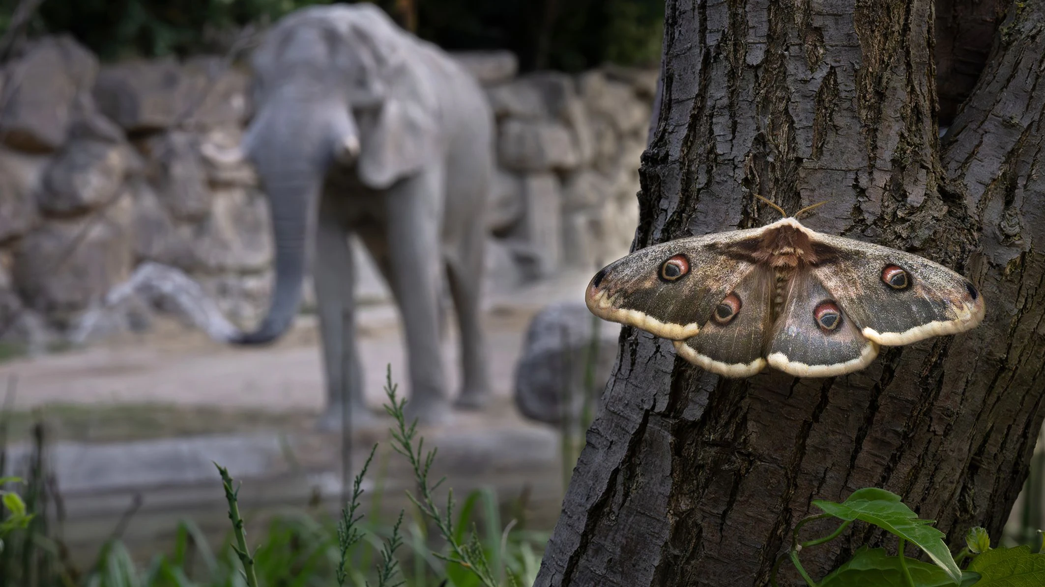 Heute.at - In Schönbrunn ist auch außerhalb der Gehege viel los