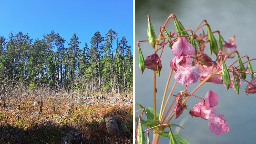 Links: Restspirenbestand, Rechts: Invasives Drüsiges Springkraut