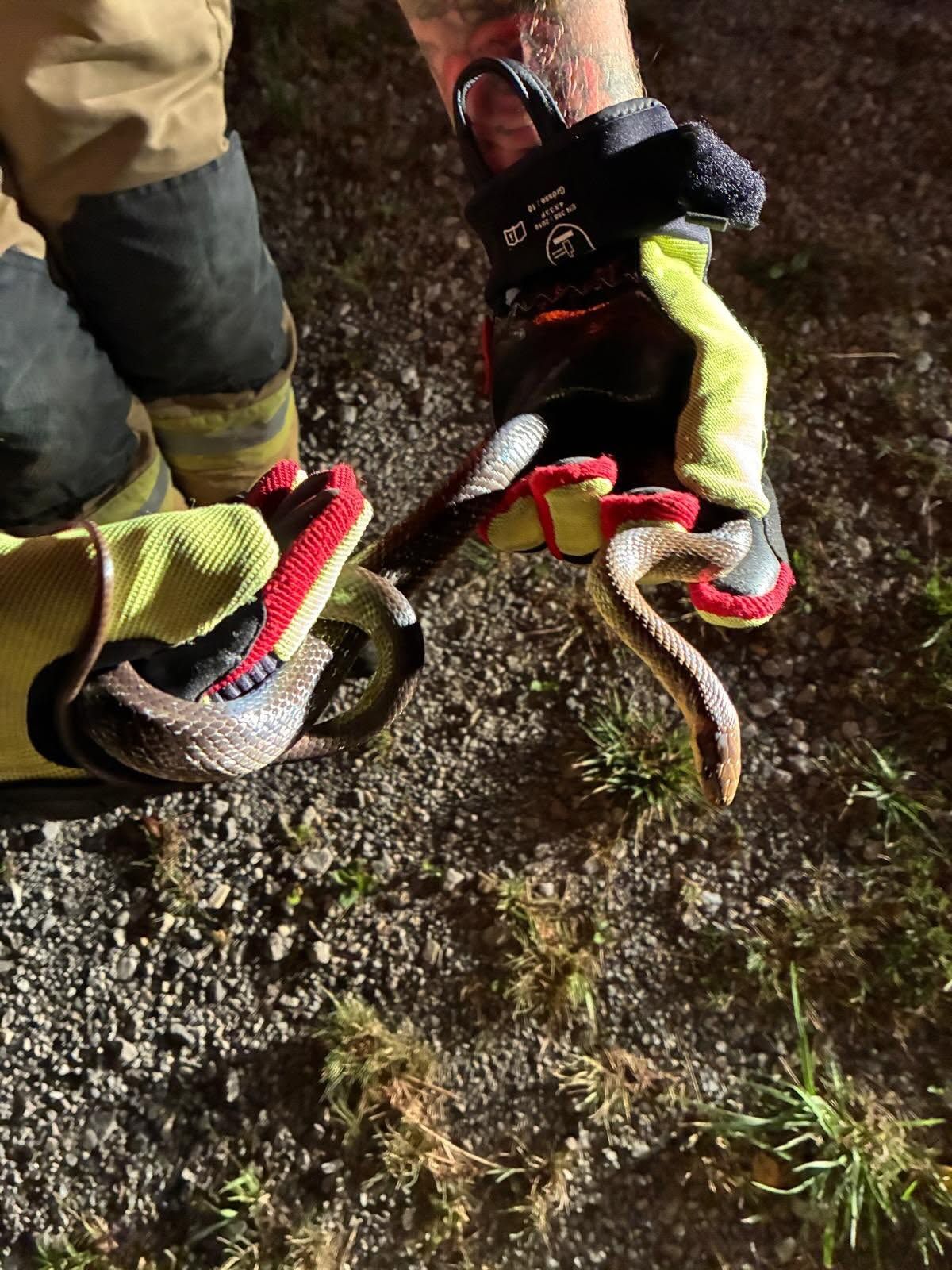 Die Äskulapnatter wurde von der Feuerwehr wieder in die Natur entlassen.