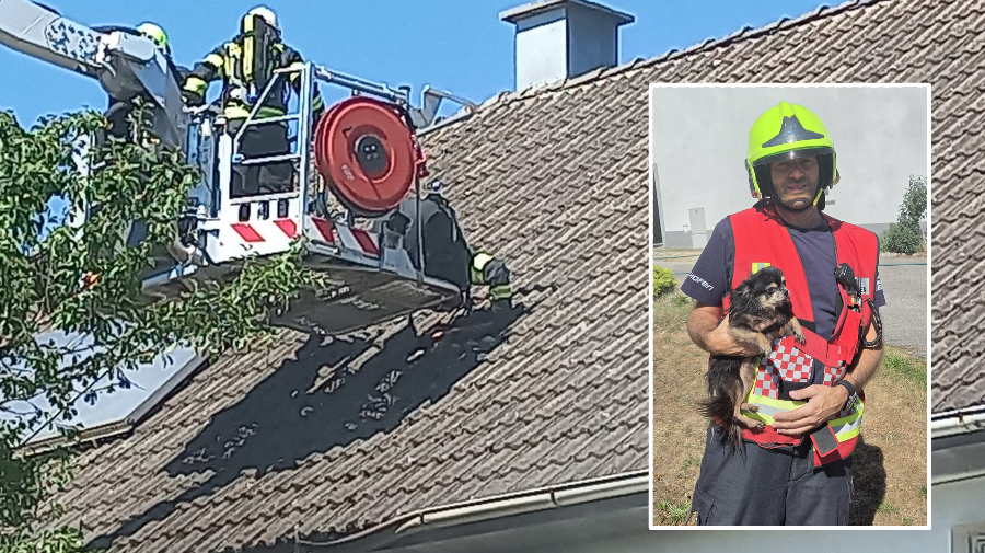 Heute.at - Zimmerbrand: Hund und Katze aus Flammen gerettet
