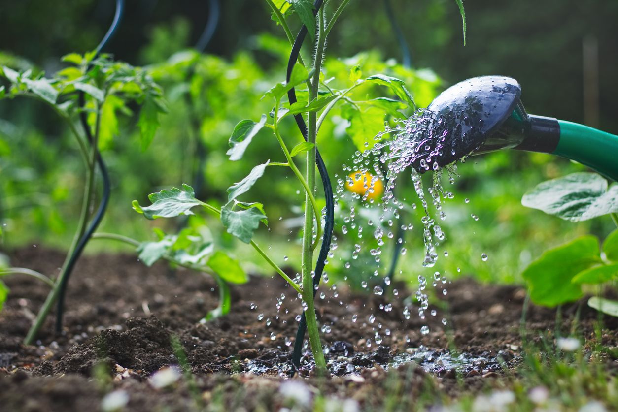 Je nach Wurzeltiefe brauchen Gemüsearten unterschiedlich viel Wasser. Experten raten, nicht täglich nur ein wenig zu gießen.