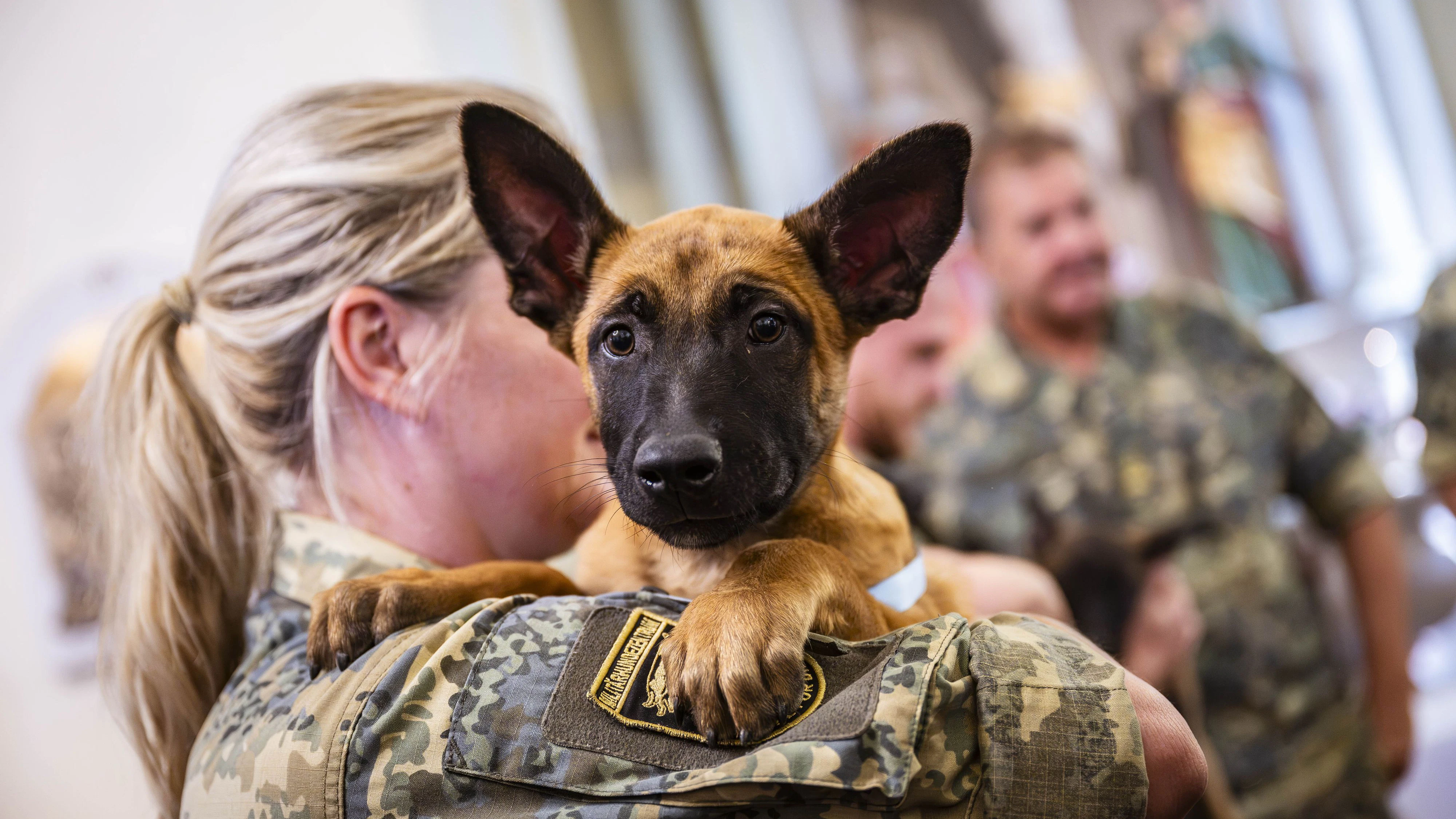 Heute.at - Feierlich getauft – Bundesheer bildet nun 11 Welpen aus