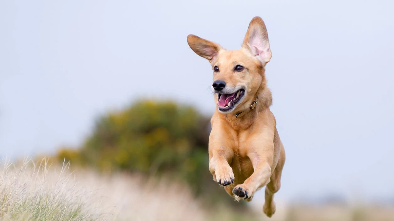 Heute.at - Warum dein Hund plötzlich Zoomies bekommt