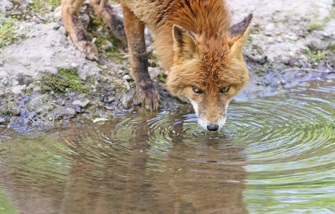 Heute.at - Durstig oder schon tot! Wildtiere kämpfen ums Wasser