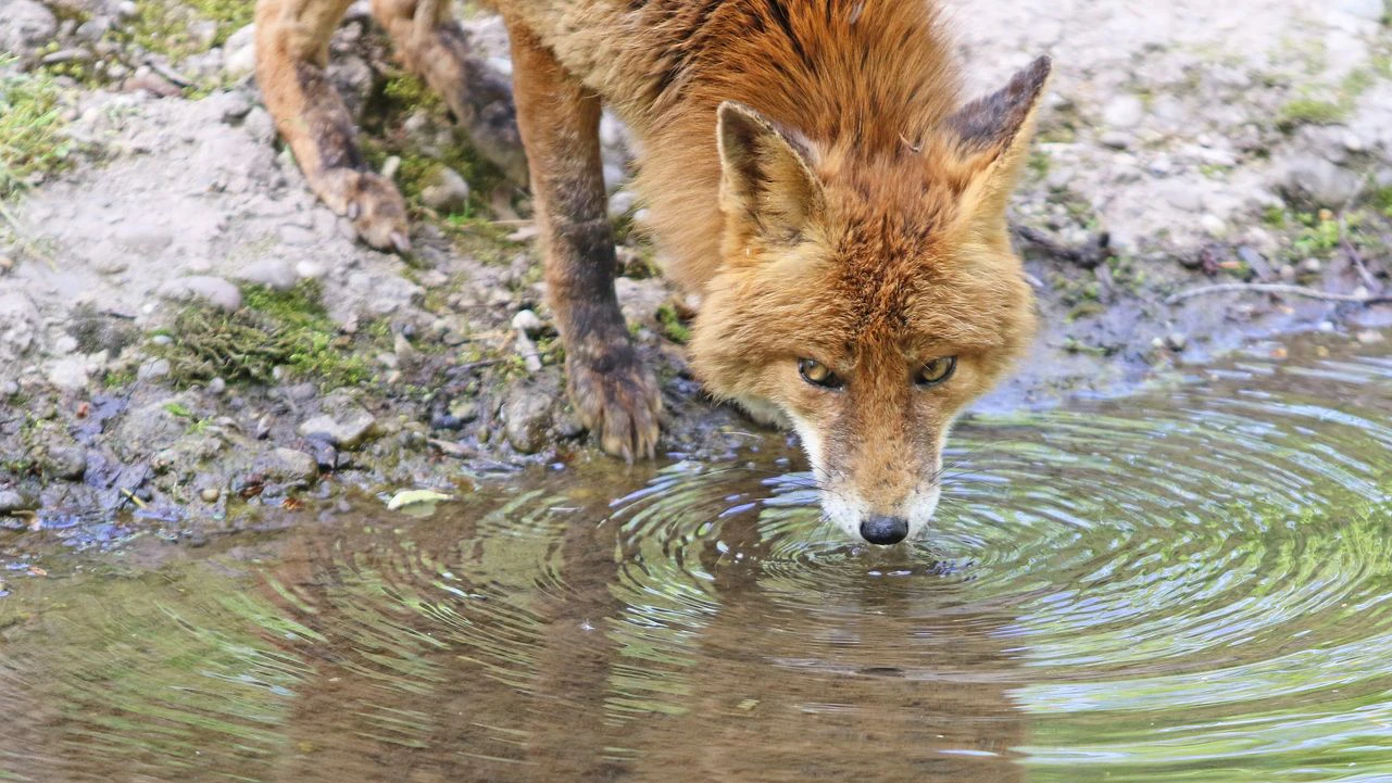 Heute.at - Durstig oder schon tot! Wildtiere kämpfen ums Wasser