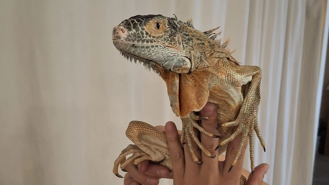 Der kleine Drache wird nur an erfahrene Personen mit Fachkenntnis zu Reptilien vermittelt.
